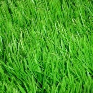 Meet your Posher, Griff